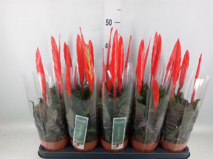 <h4>Vriesea  'Era'</h4>