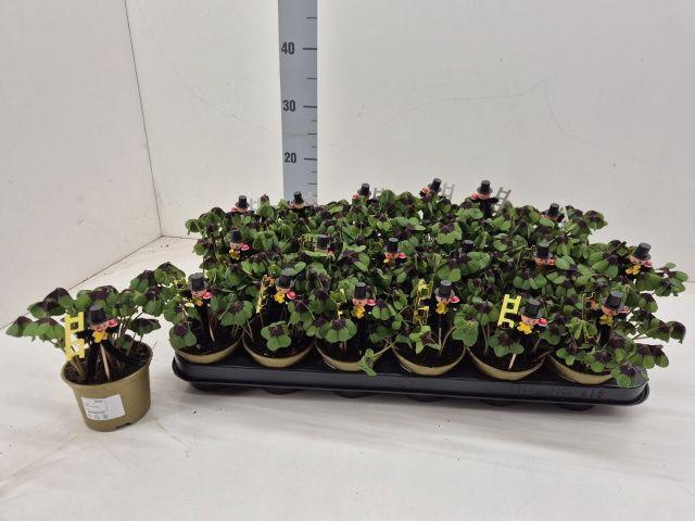 <h4>OXALIS DEPPEI</h4>