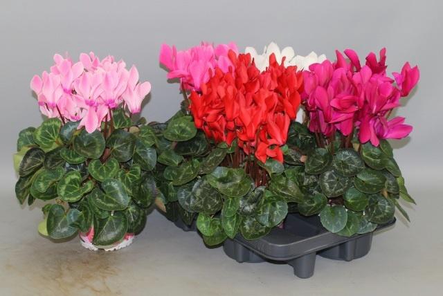 <h4>CYCL GR SUP XL</h4>