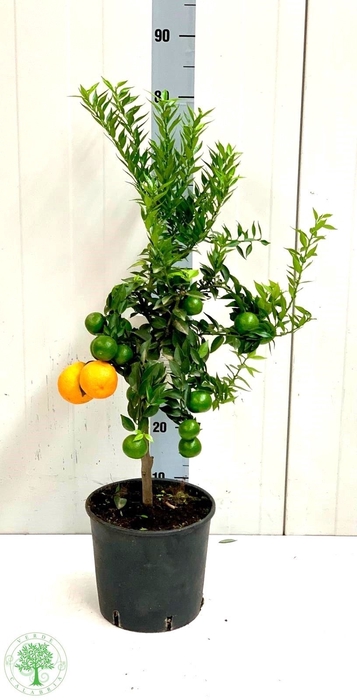 <h4>CITR AU CHINOTTO</h4>
