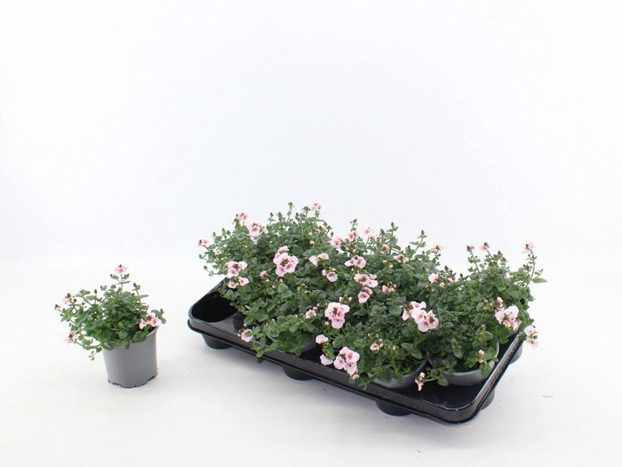 <h4>Diascia  'FlyColors Upright Appleb'</h4>