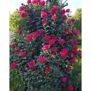Rosa (Floribunda Grp) Bella Select