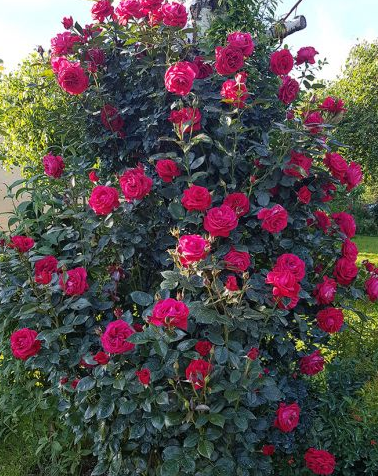 <h4>Rosa (Floribunda Grp) Bella Select</h4>
