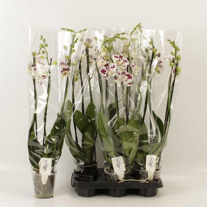 <h4>PHAL AN MARRAKESH</h4>