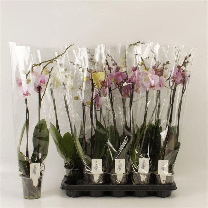 <h4>PHAL GEM 6 KL</h4>
