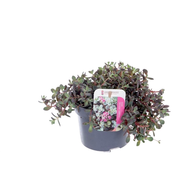 <h4>Sedum cauticola Lidakense</h4>
