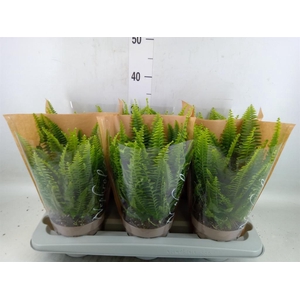 Nephrolepis exal. 'Green Lady'