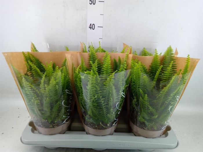 <h4>Nephrolepis exal. 'Green Lady'</h4>