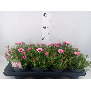 Rhodanthemum hosm. 'Zagora Pink'