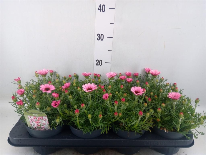 <h4>Rhodanthemum hosm. 'Zagora Pink'</h4>