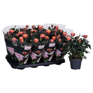 Rosa Patiohit Orange st 1-2