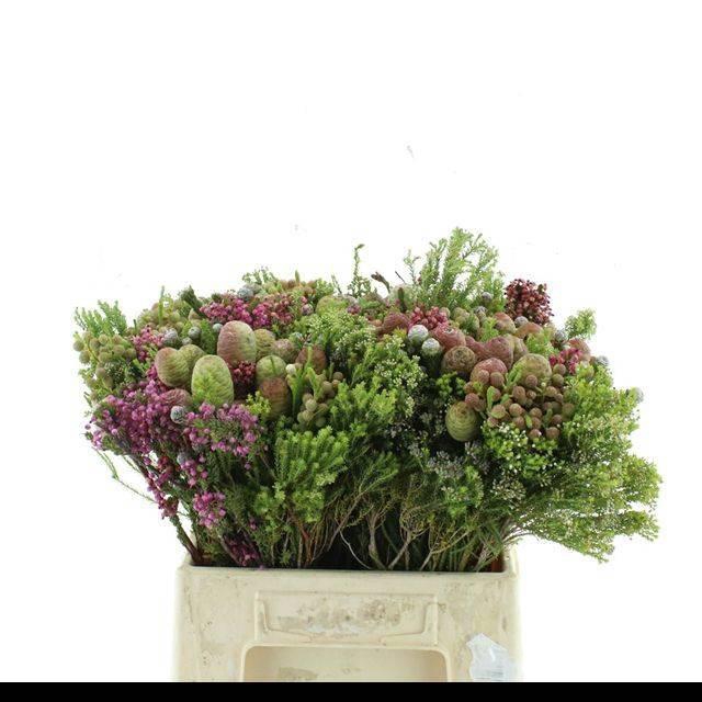 <h4>ALLERHEILIGENBOEK BS</h4>