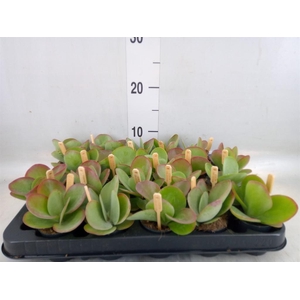 Kalanchoe NF thyrsiflora