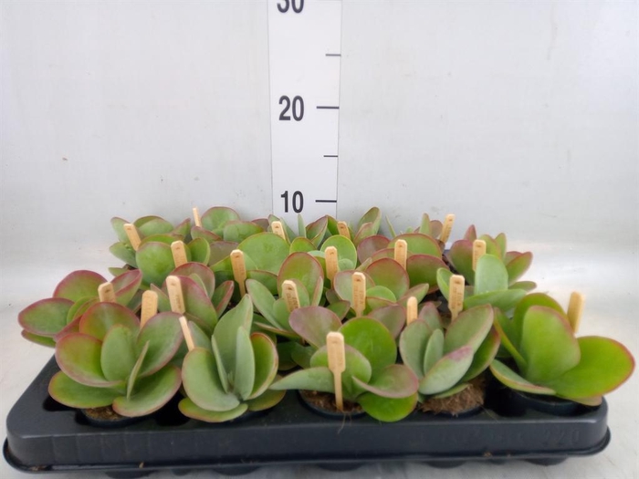 <h4>Kalanchoe NF thyrsiflora</h4>