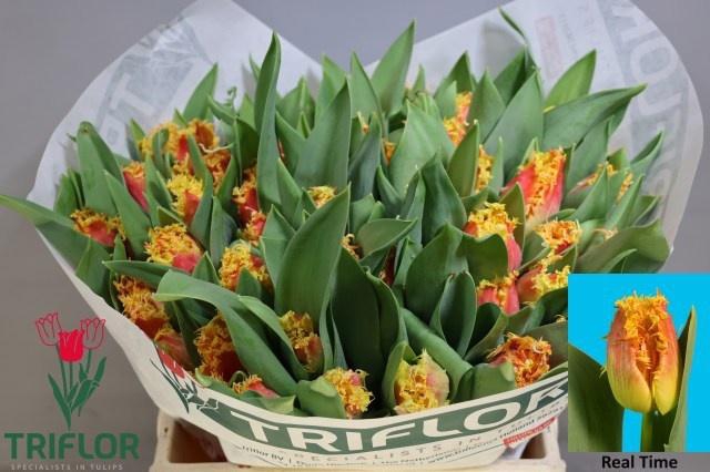 <h4>TU FR REAL TIME</h4>