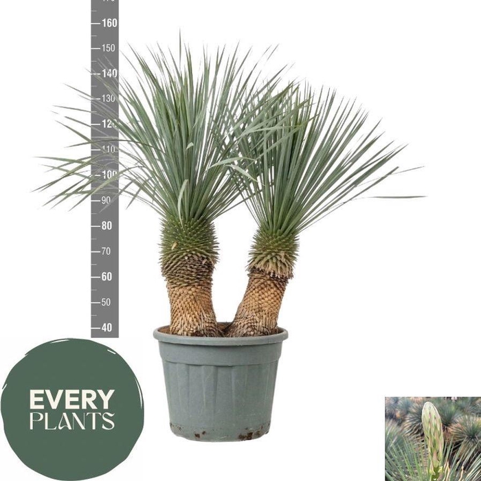 <h4>YUC ROSTRATA</h4>