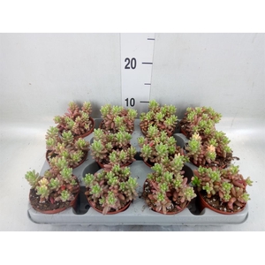 Sedum rubrotinctum 'Aurora'