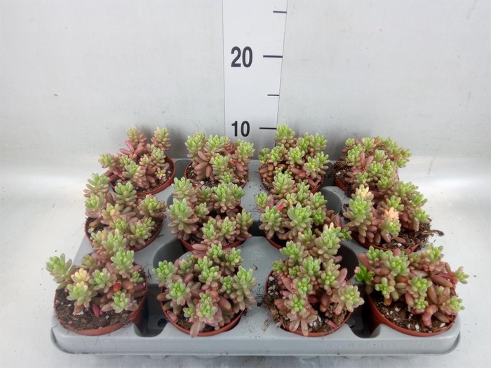 <h4>Sedum rubrotinctum 'Aurora'</h4>