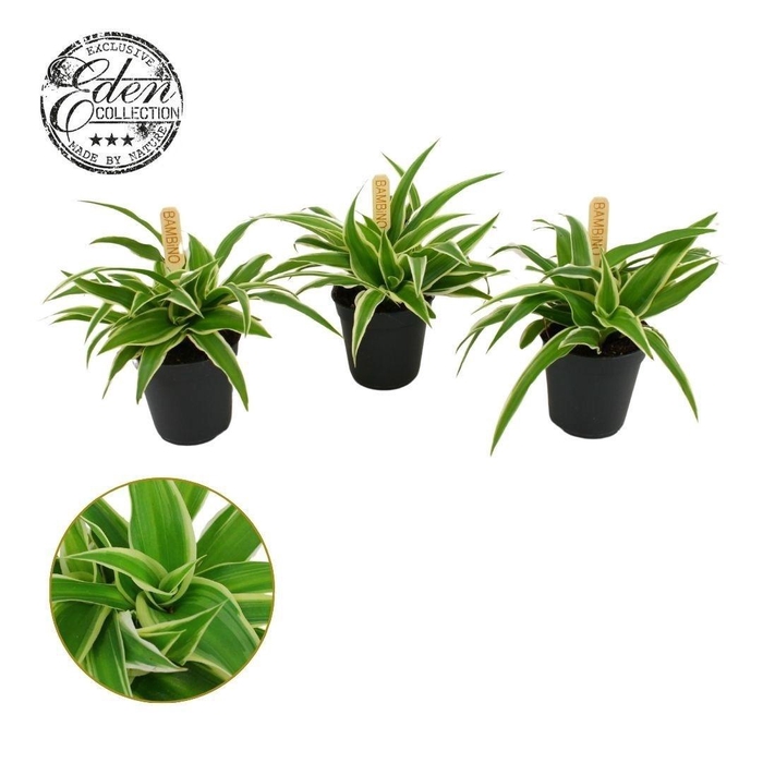 <h4>Chlorophytum Ocean 5,5cm</h4>