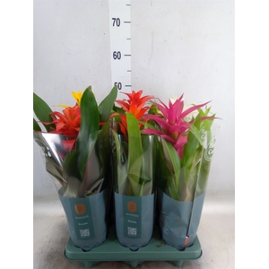 Guzmania   ...mix