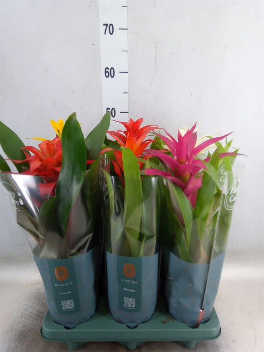 <h4>Guzmania   ...mix</h4>