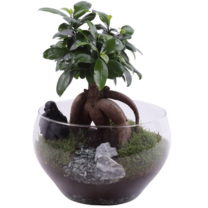 Ficus m. Ginseng Ø12cm in Glass Bowl Rounded Ø25cm