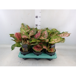 Aglaonema   ...