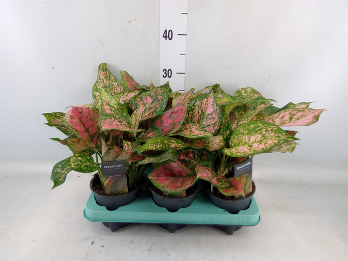 <h4>Aglaonema   ...</h4>