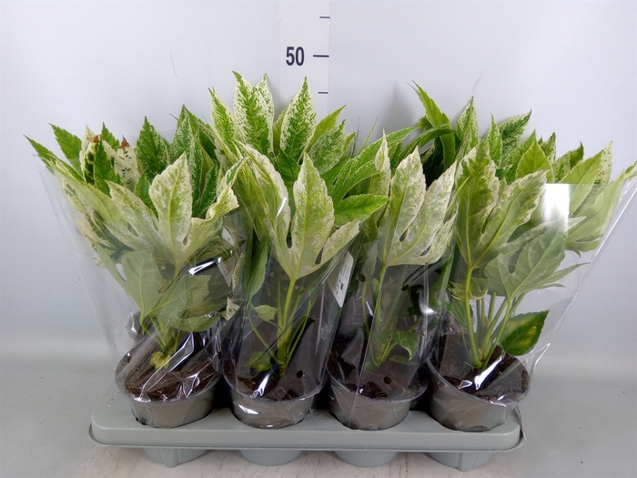<h4>Fatsia japonica 'Variegata'</h4>