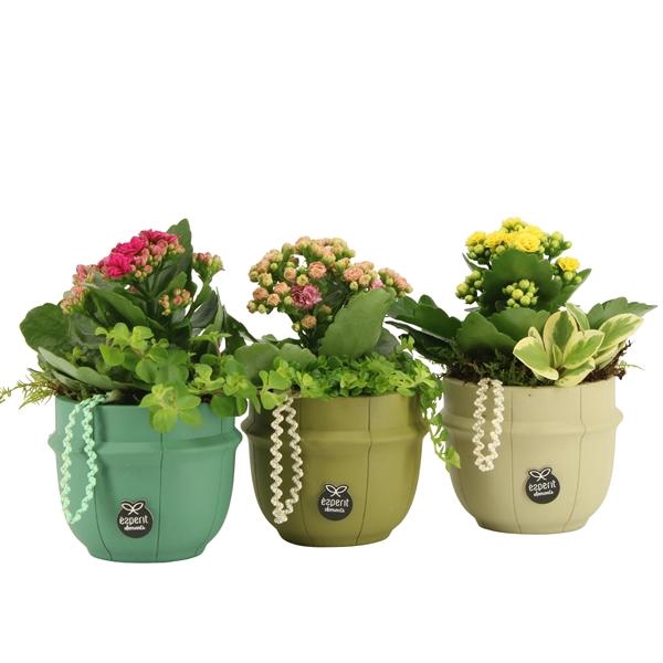 <h4>Arrangementen kamerplanten 6%</h4>