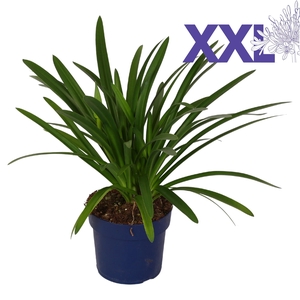 Agapanthus blauw grootbl. doorbl. zonder knop