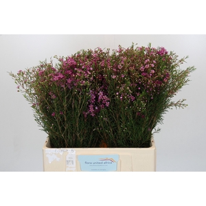 Chamelaucium Eden