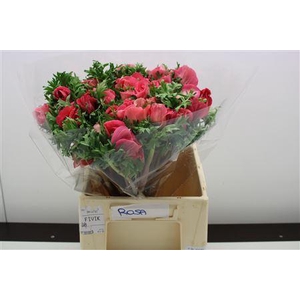 ANEMONE COR. 'MISTRAL PLUS SHOCKIN'