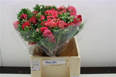 <h4>ANEMONE COR. 'MISTRAL PLUS SHOCKIN'</h4>