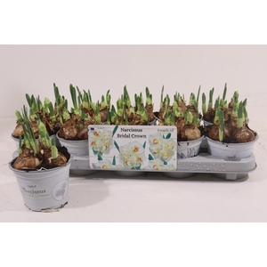 NARCISSUS BRIDAL CROWN P12