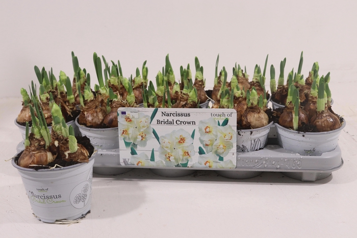 <h4>NARCISSUS BRIDAL CROWN P12</h4>