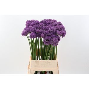 Allium Gladiator