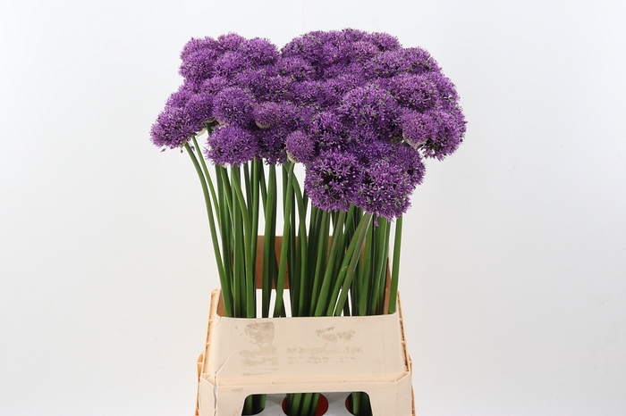 <h4>Allium Gladiator</h4>