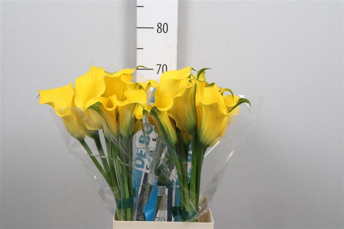 <h4>Zant Capt Solo</h4>