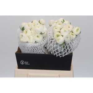 Ranunculus Elegance White