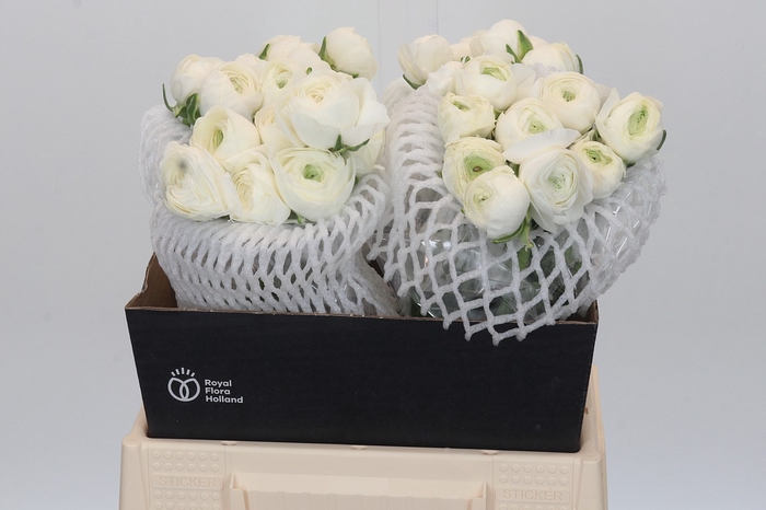 <h4>Ranunculus Elegance White</h4>
