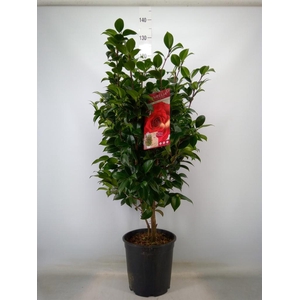 Camellia japonica
