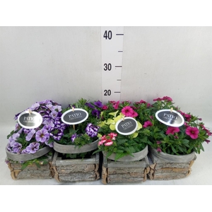 Arr.   Perkplanten L%