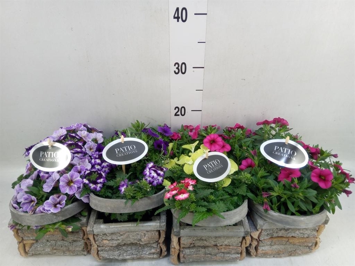 <h4>Arr.   Perkplanten L%</h4>