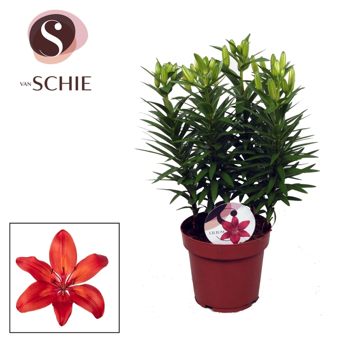 <h4>Lilium Az Matrix Red 19cm</h4>