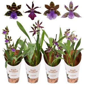 Zygopetalum