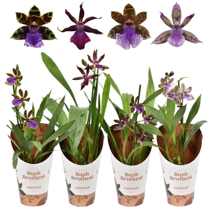 <h4>Zygopetalum</h4>