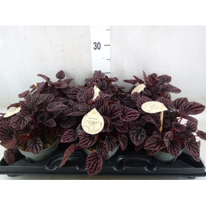 Peperomia