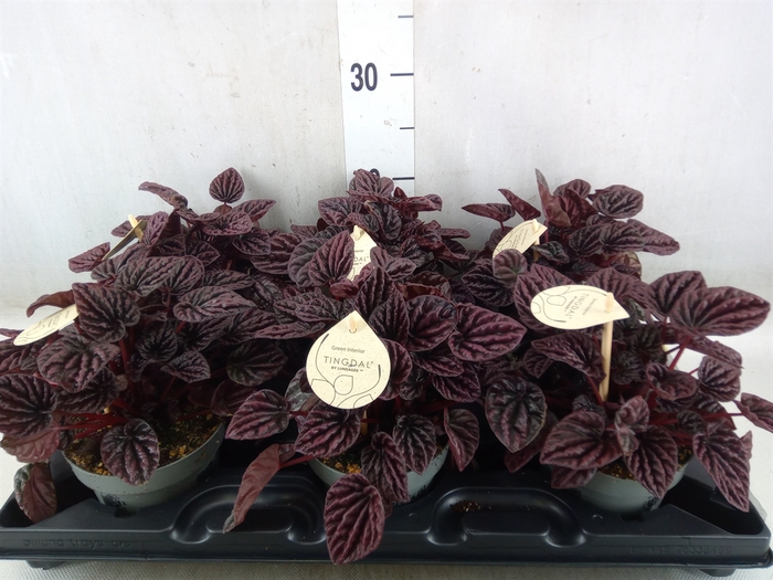 <h4>Peperomia</h4>