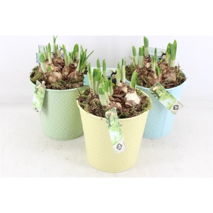 arr4 Narcis JS - Zink emmer colour mix x6